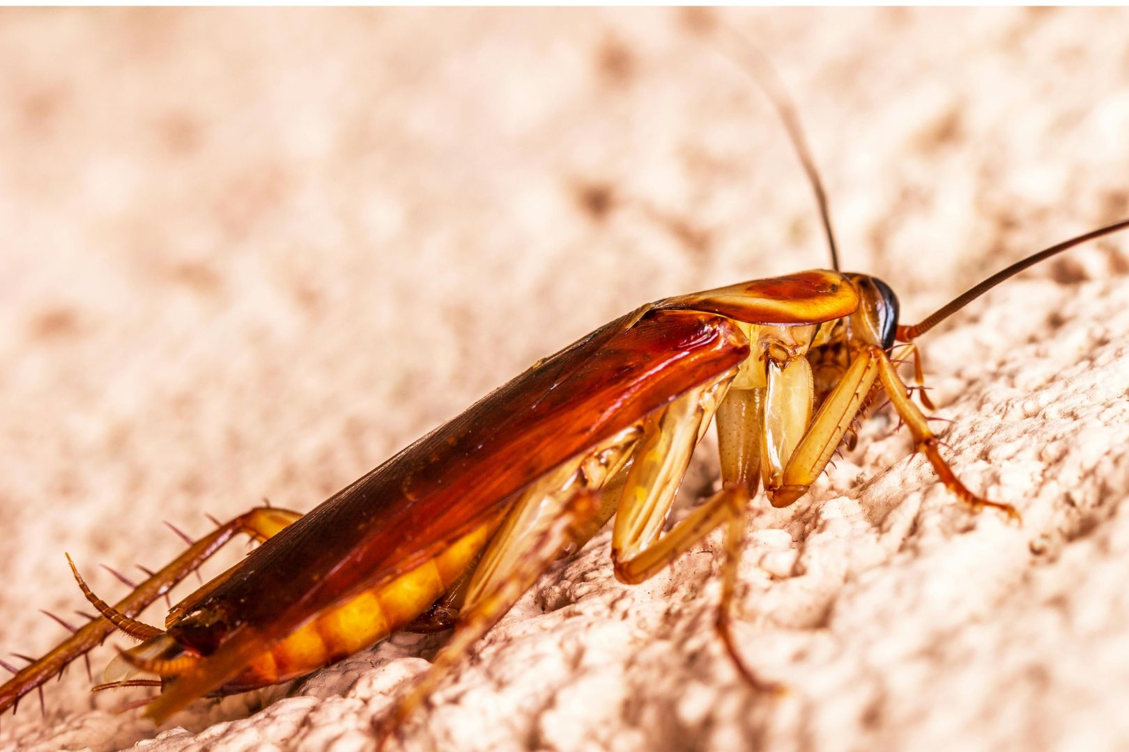 Como Lidar com Infestacoes que Voltam Sempre 1